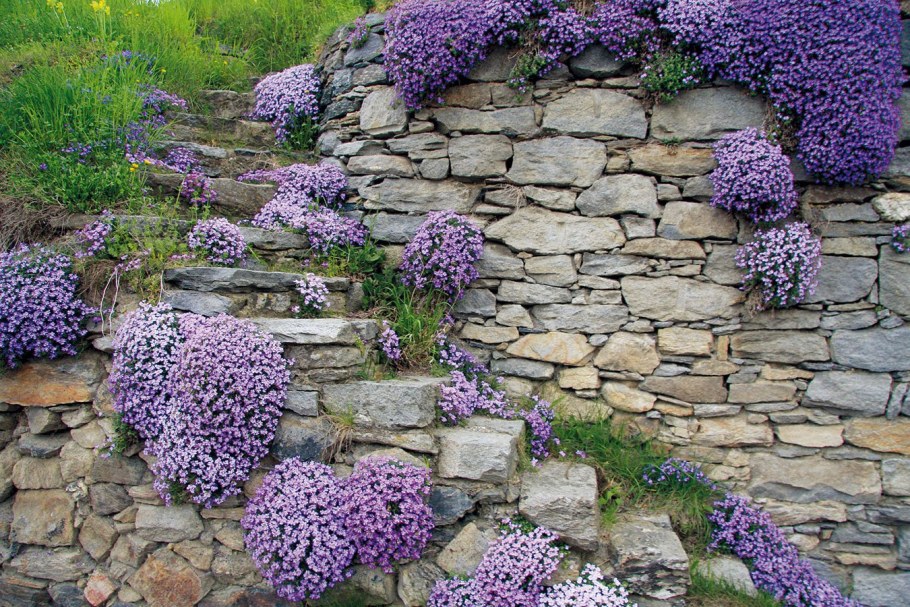 Обриета на альпийской Горке