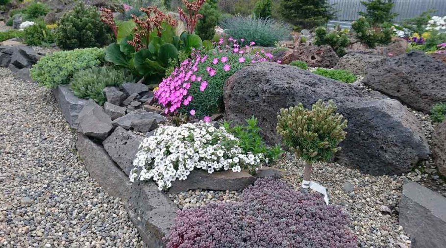 Иберис Александрия Альпийская горка