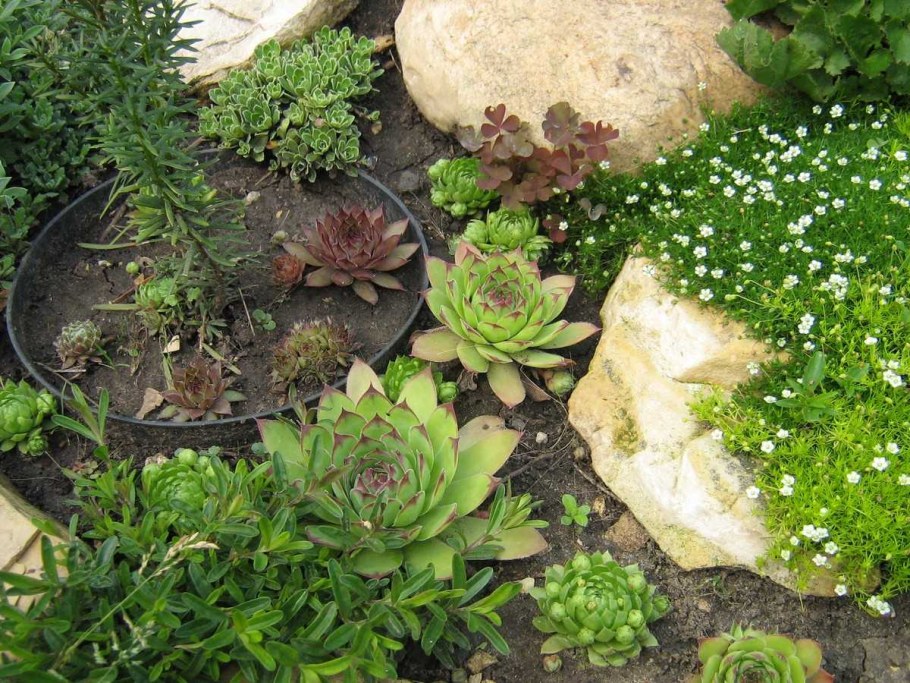 Камнеломка молодило