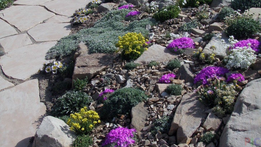 Петунья в альпийской Горке