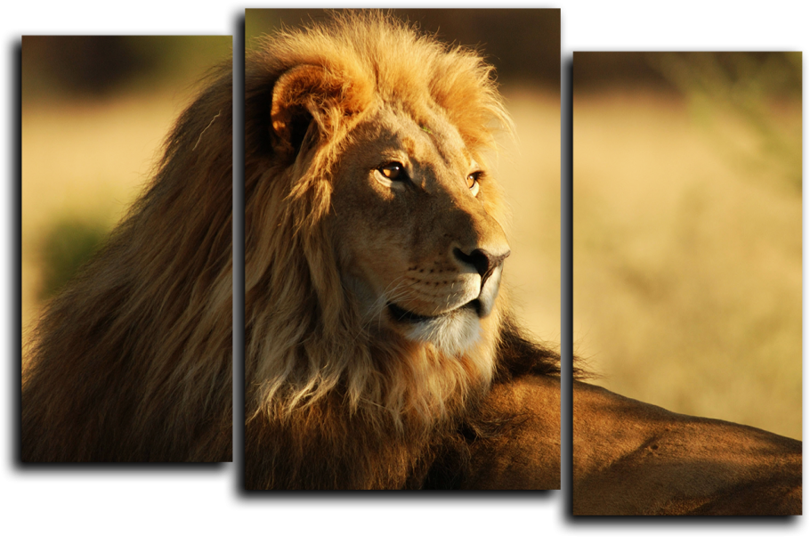 Модульная картина львиная семья