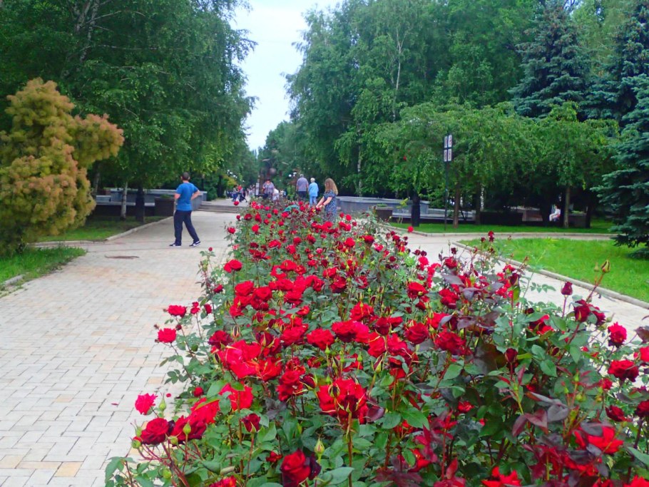 Аллея роз Ростов на Дону
