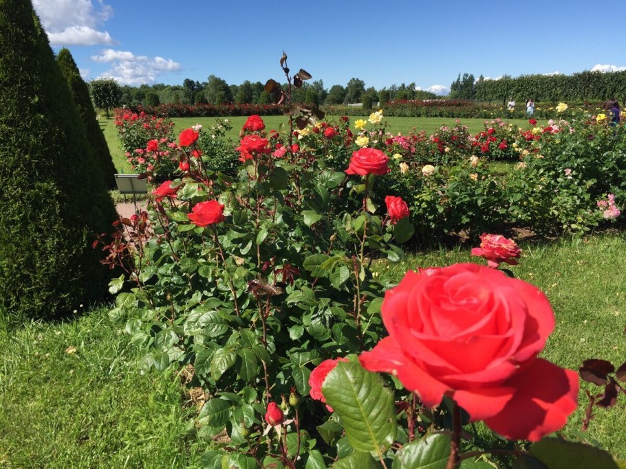 Петергоф розарий Нижний парк
