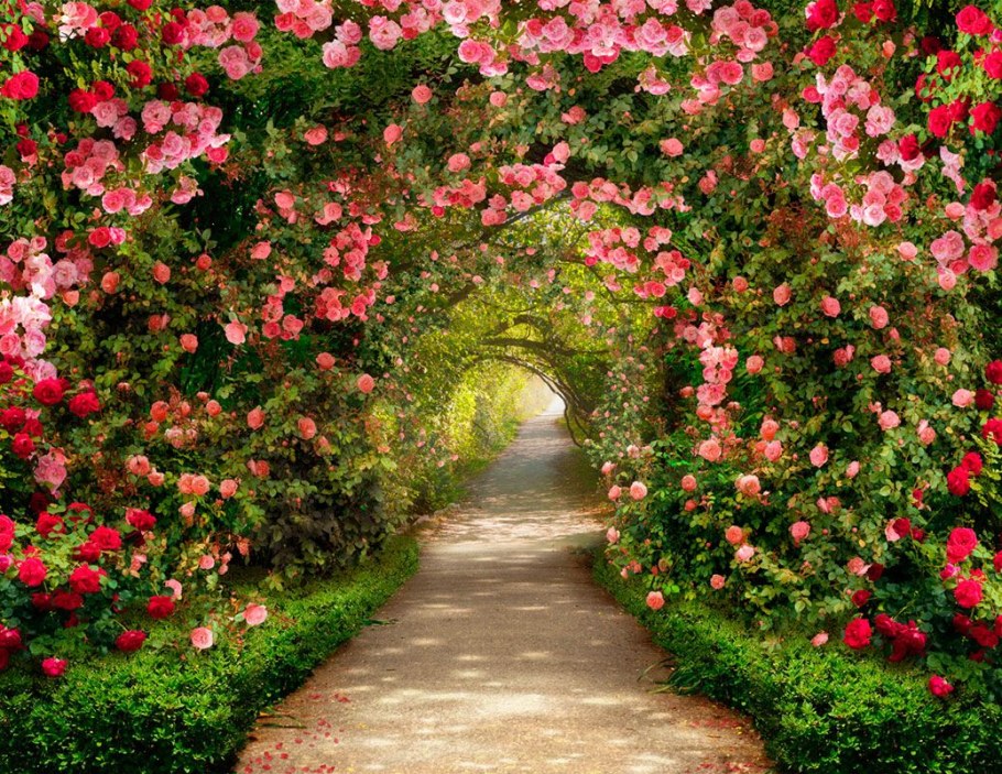 Аллея Гарден Роуз