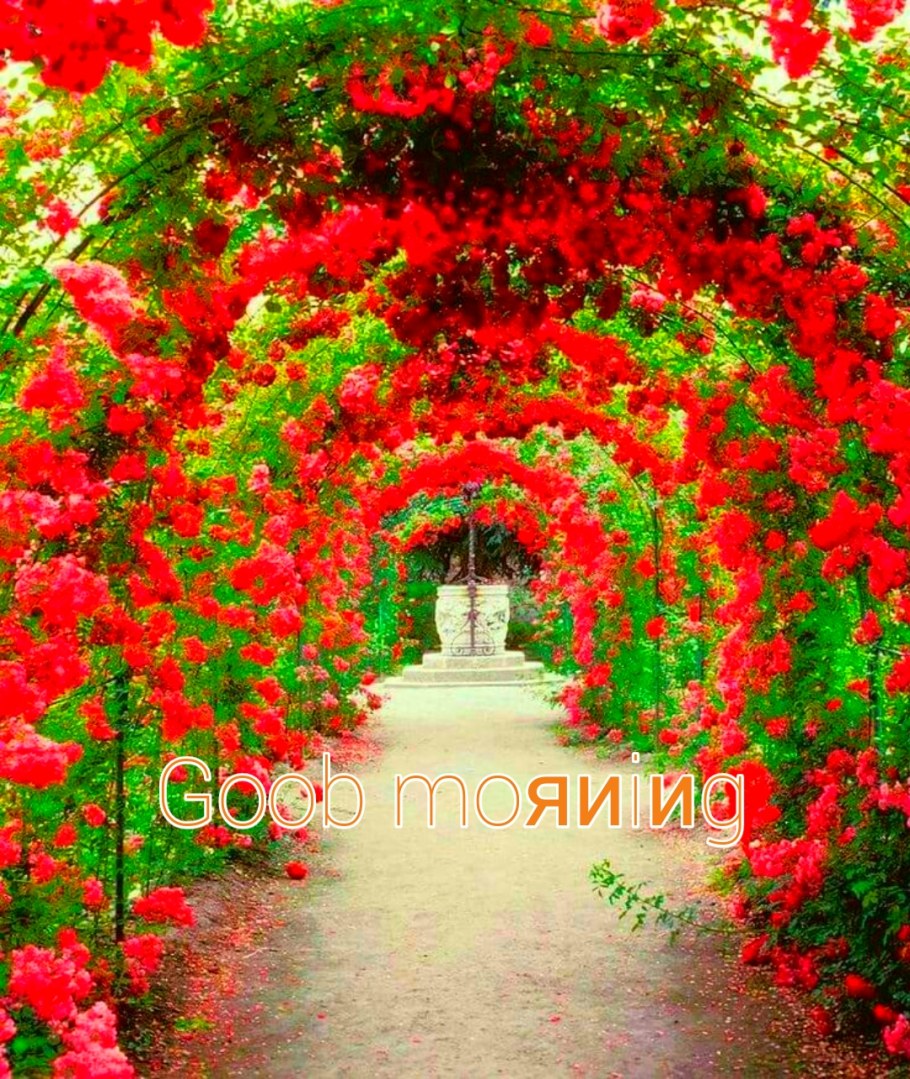 Плетистые розы Берсо