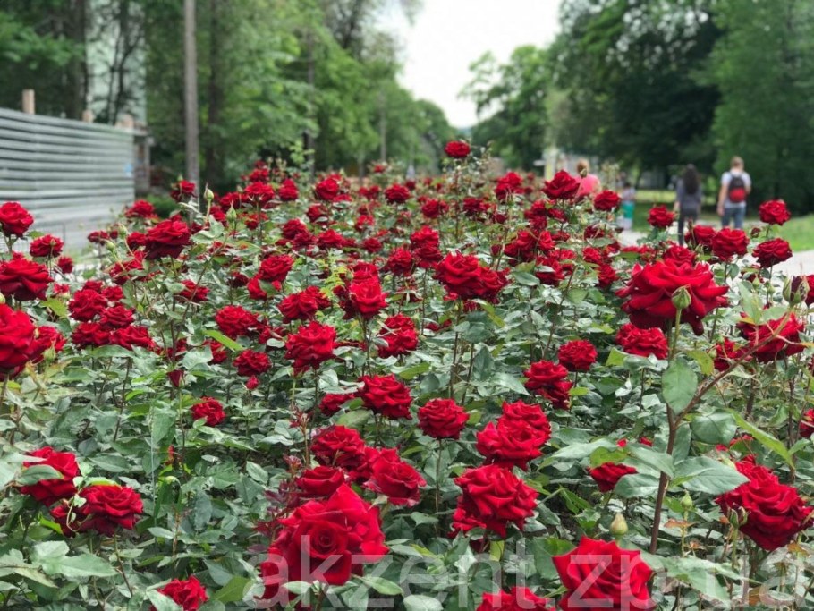 Аллея роз Краков