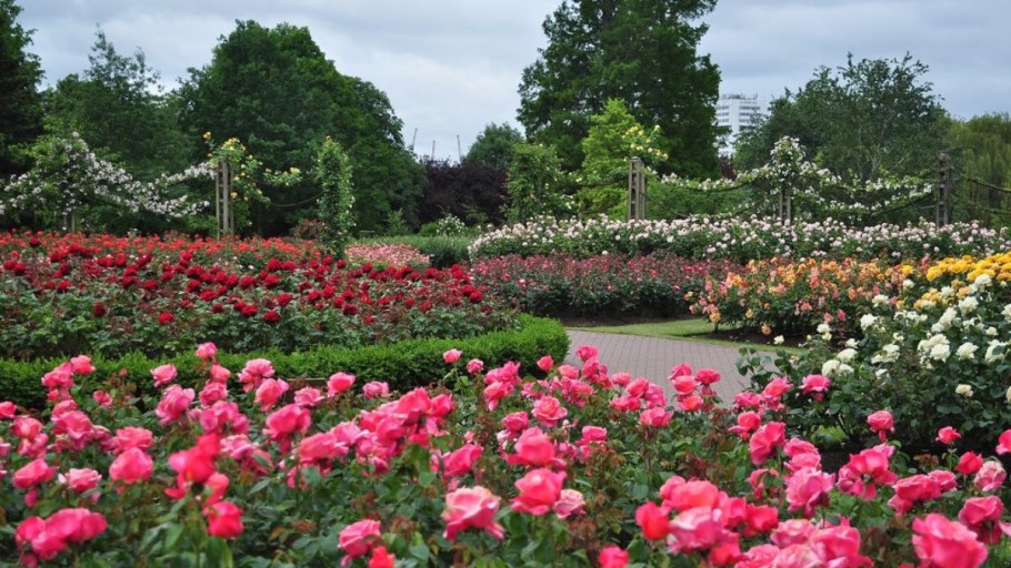 Риджентс парк розарий