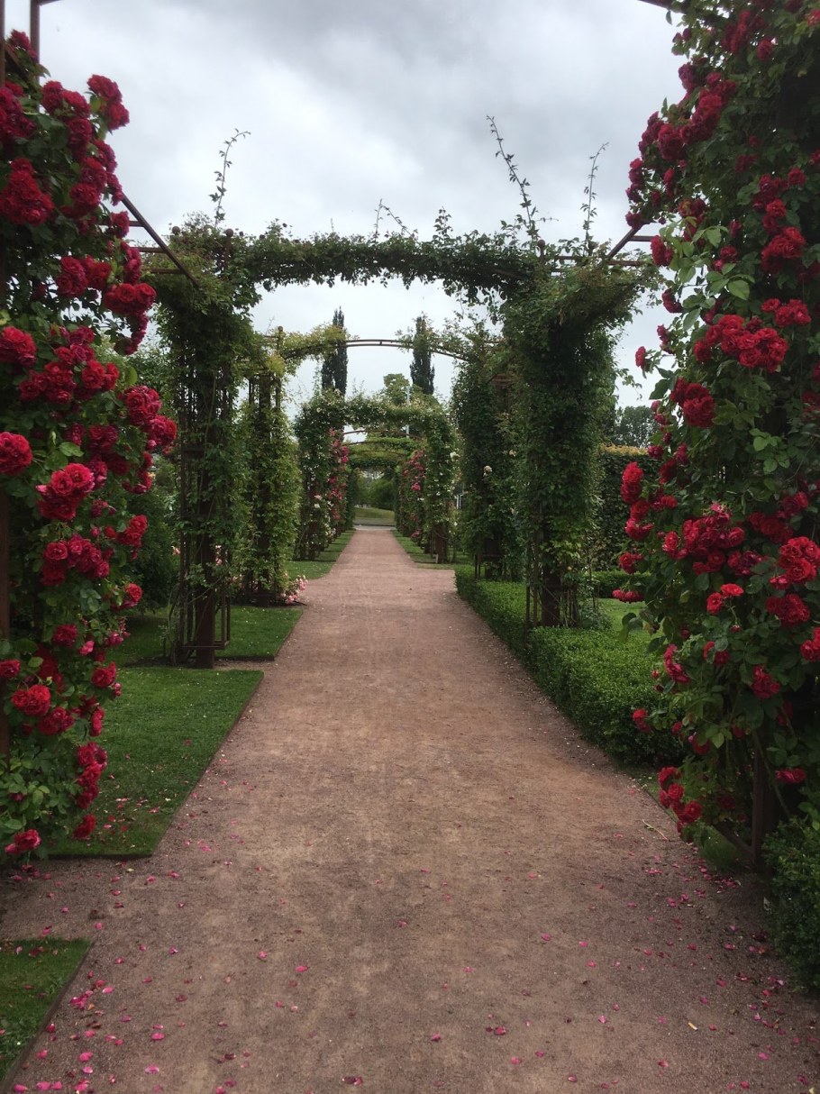 Розарий обрамленный живой изгородью