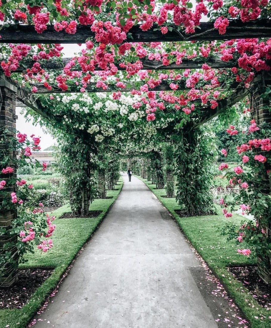 Роза плетистая аллея