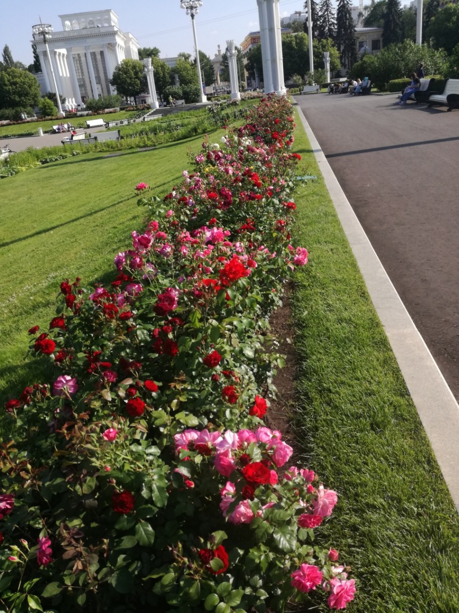 Розы на ВДНХ