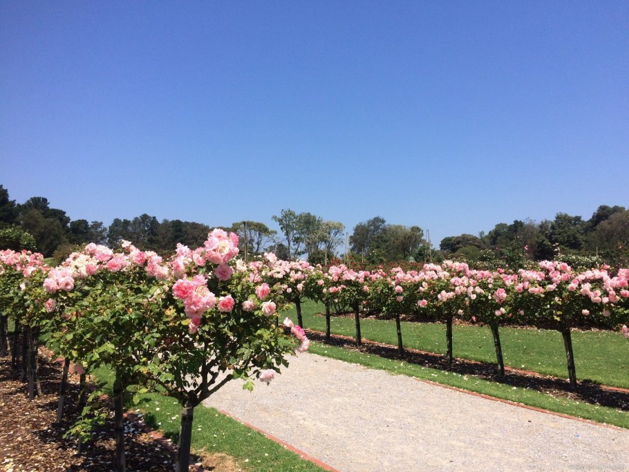 Аллея роз Дрезден