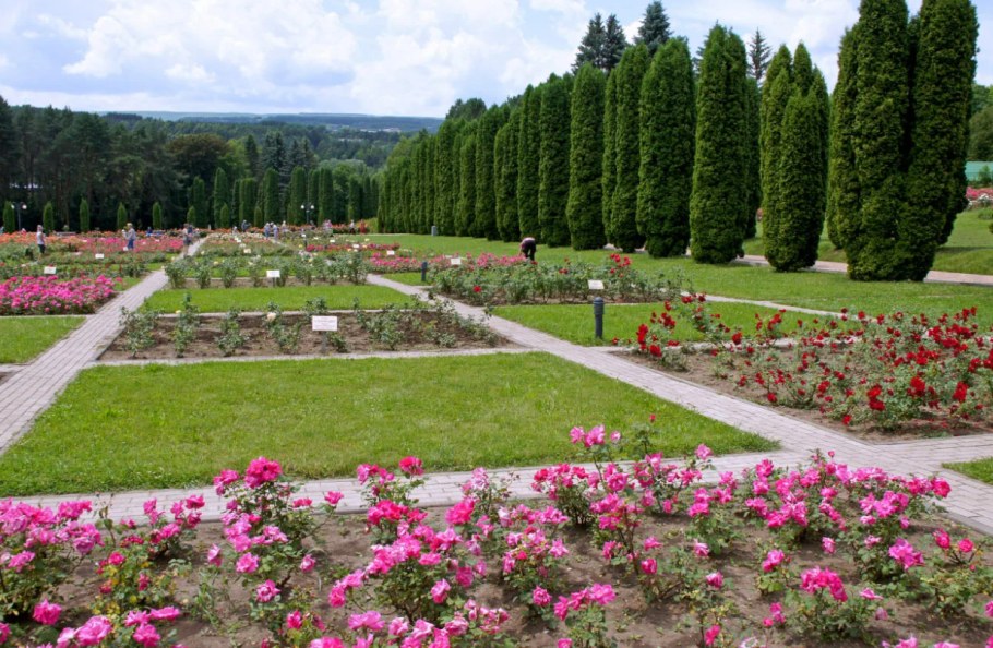 Аллея роз Кисловодск парк