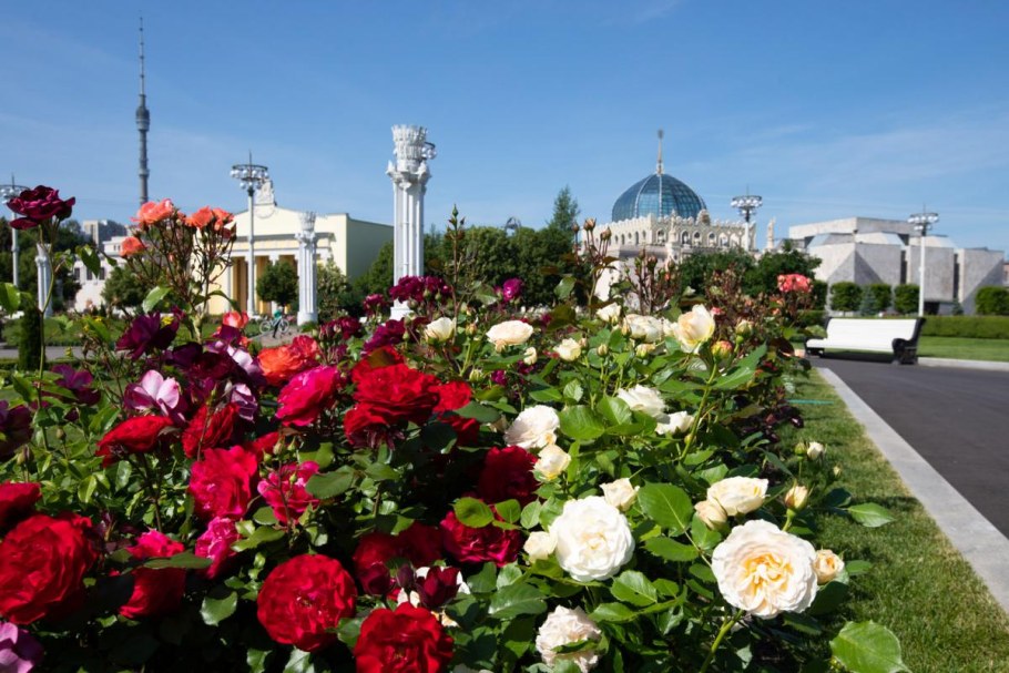 ВВЦ розарий