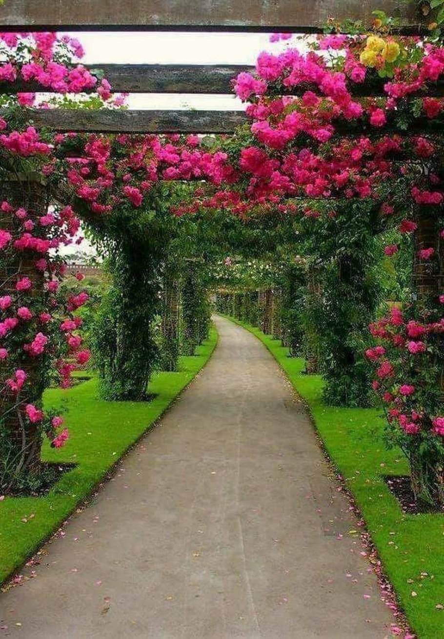 Плетистые розы Берсо