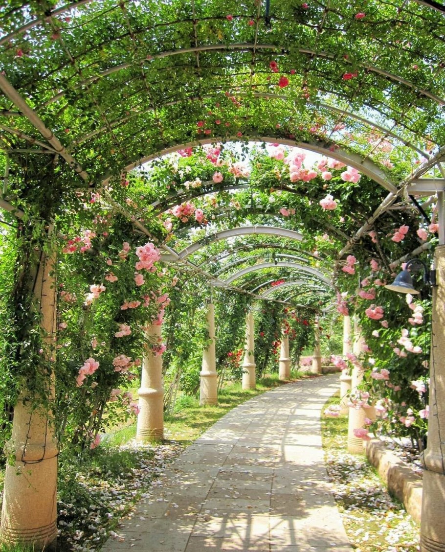 Аллея Гарден Роуз