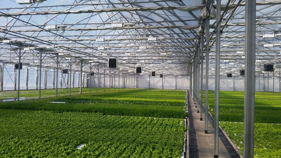 ПАО Агрокомбинат тепличный