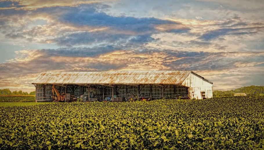 Сельский коровник арт