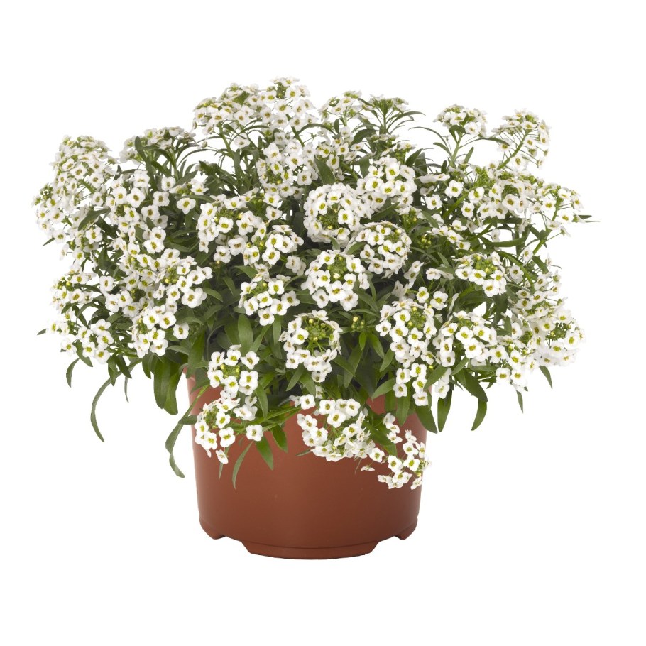 Алиссум Вайт