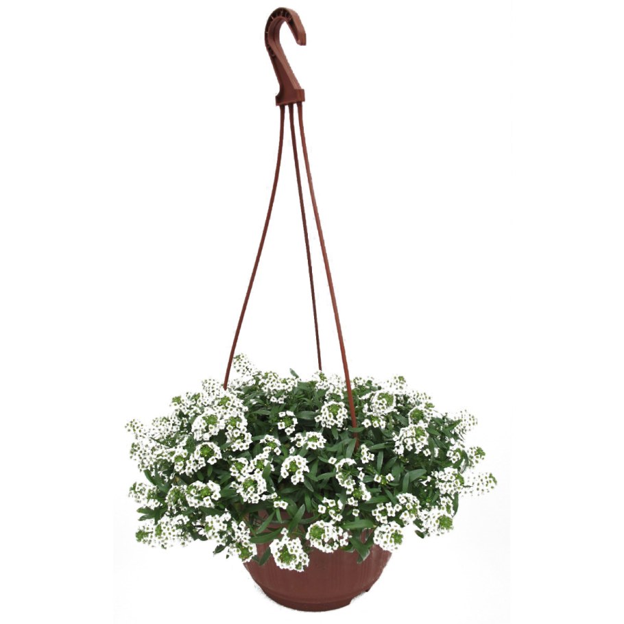 Ампельный алиссум ампельный