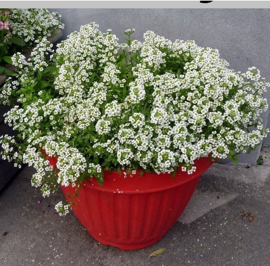 Алиссум цветы