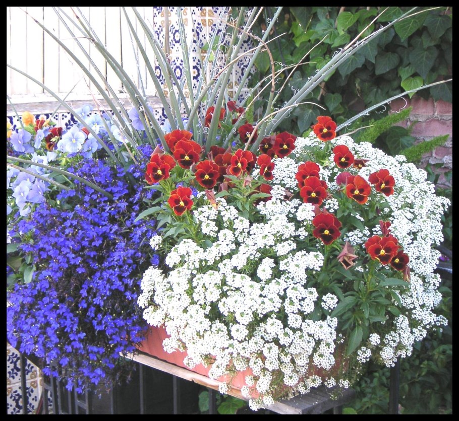 Алиссум и петуния на клумбе