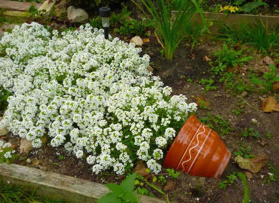 Алиссум Каменник