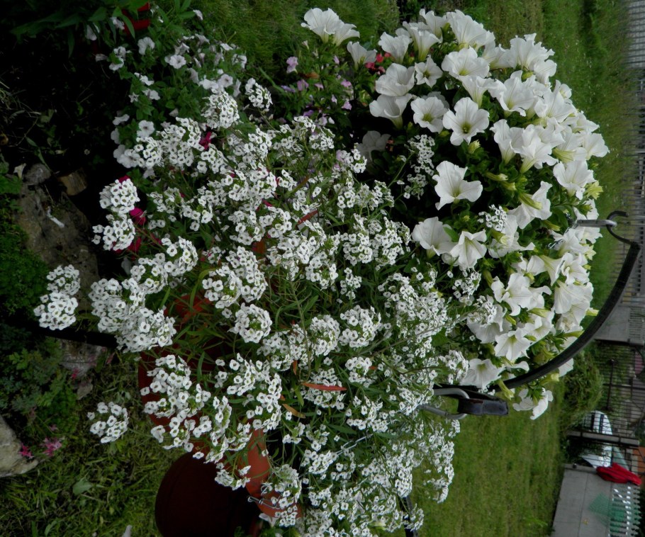 Алиссум и петуния