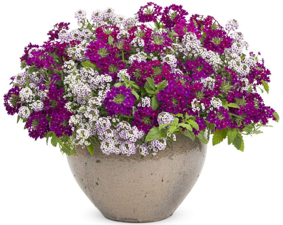 Вербена и алиссум