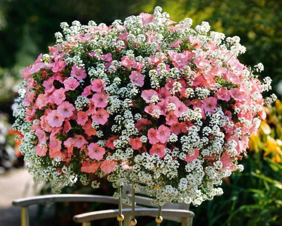 Петуния алиссум бархатцы львиный зев