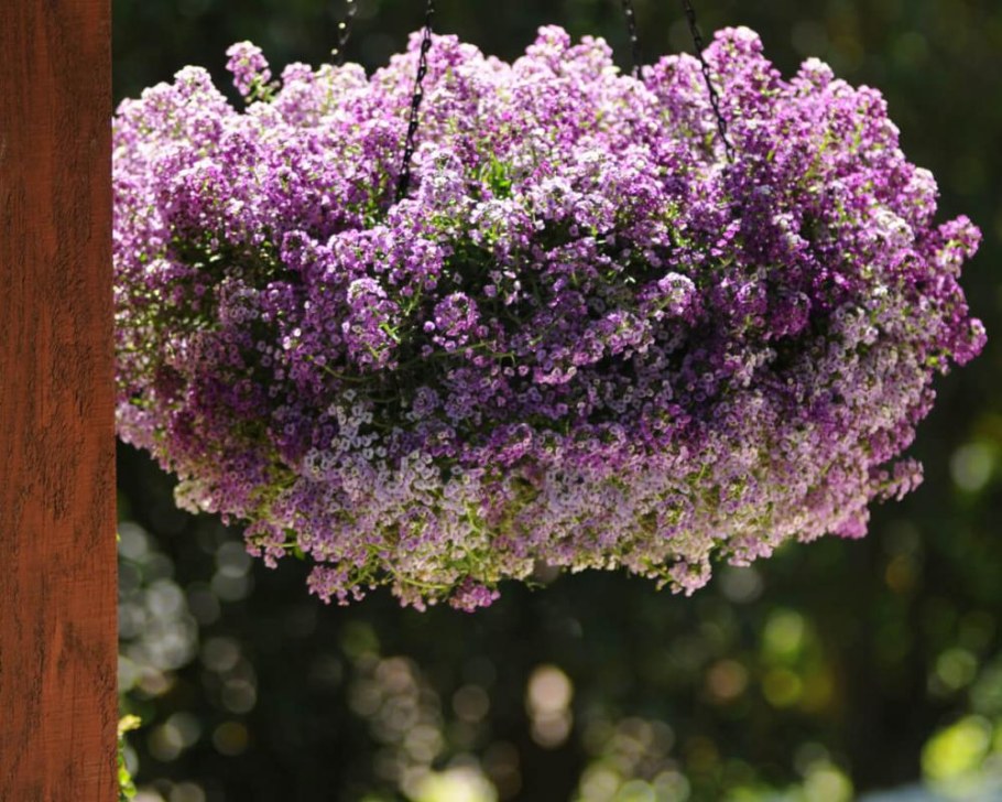 Алиссум Клеа