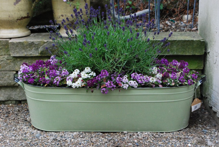 Алиссум в вазонах