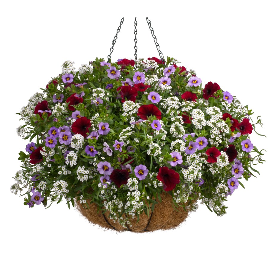 Алиссум и петуния