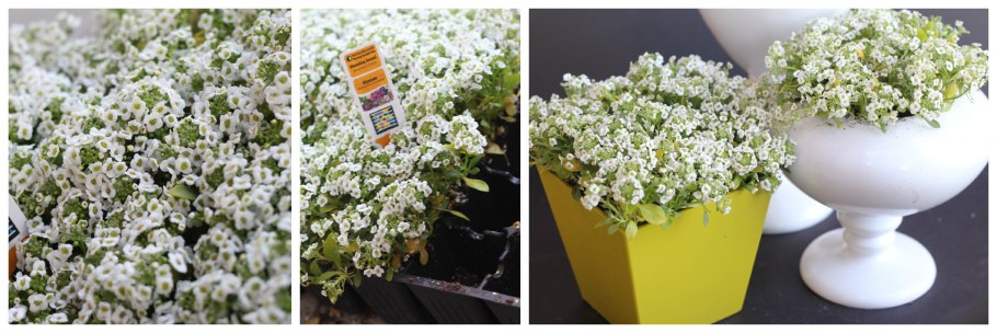 Алиссум в кашпо подвесном