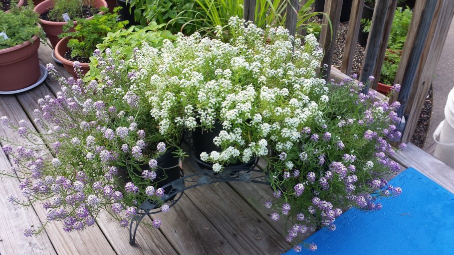 Алиссум и гипсофила