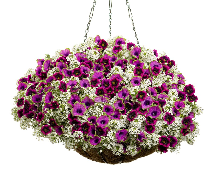 Алиссум и петуния