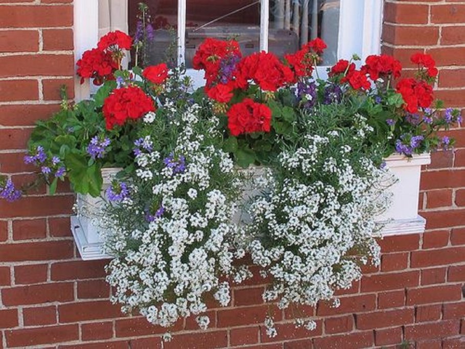 Пеларгония и алиссум в кашпо