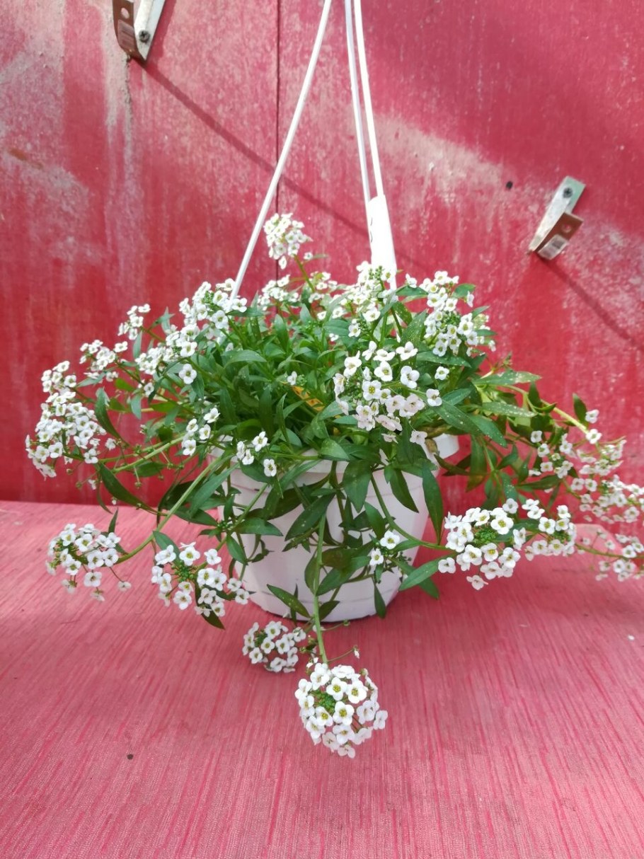 Алиссум ампельный семена