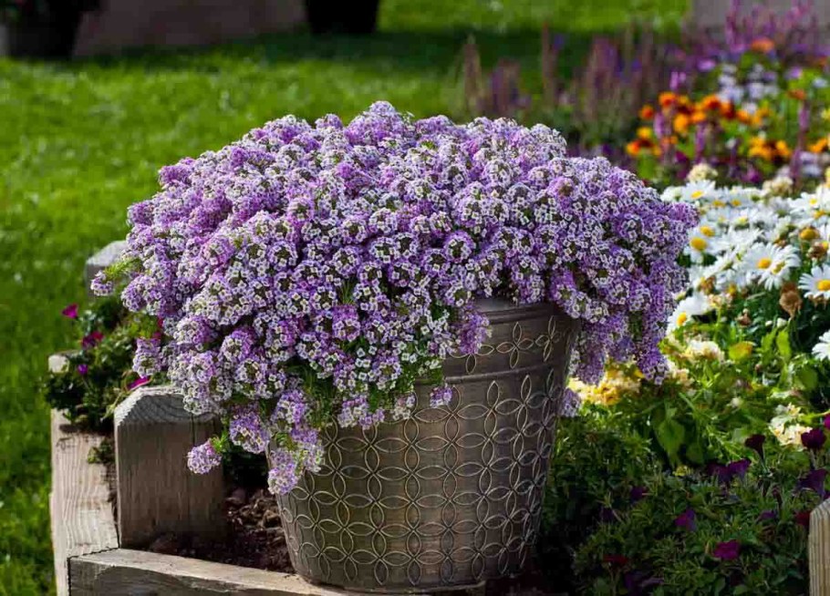 Алиссум лобулярия