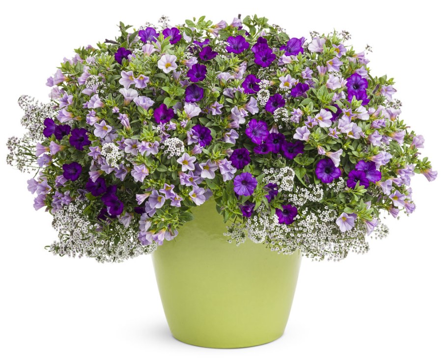 Алиссум калибрахоа