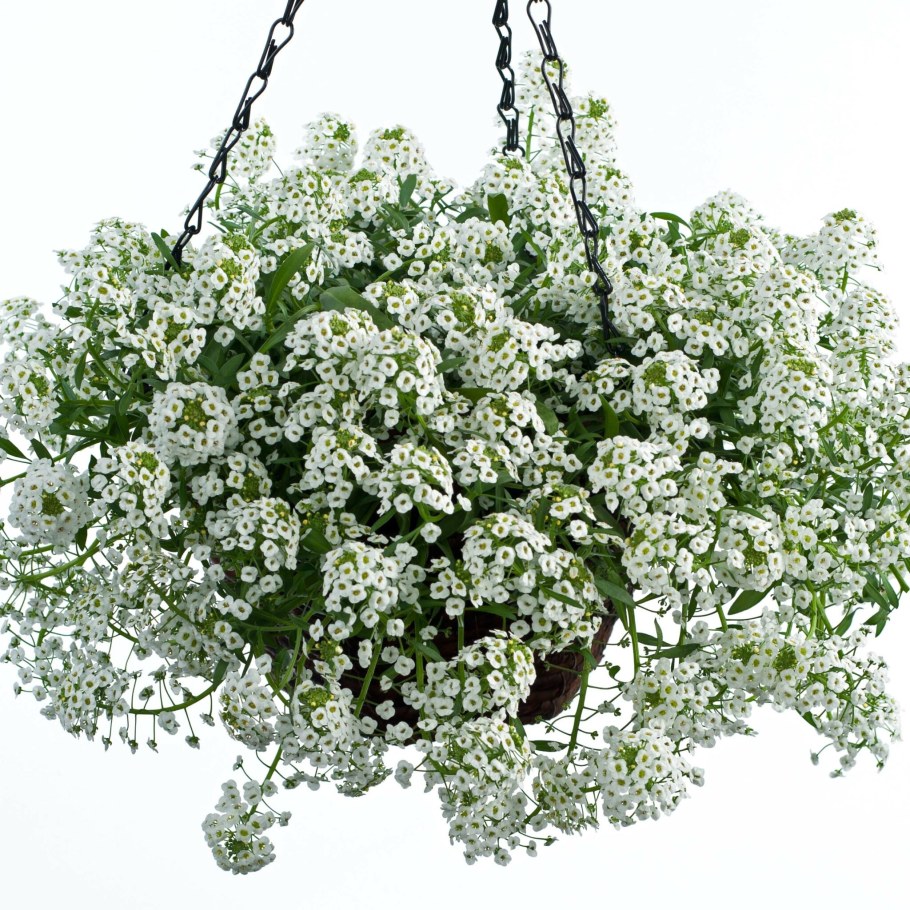 Алиссум White Stream