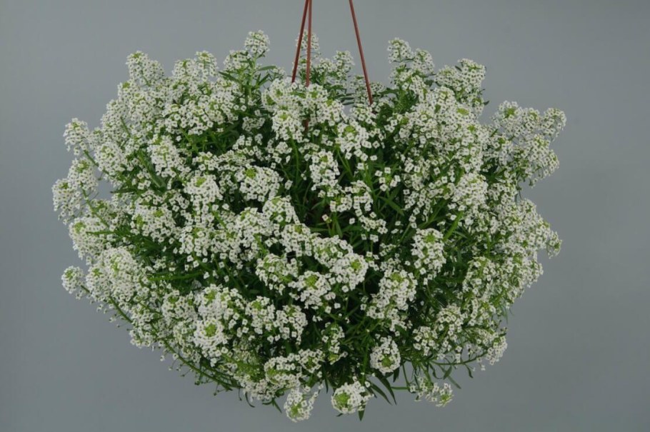 Алиссум белый ампельный