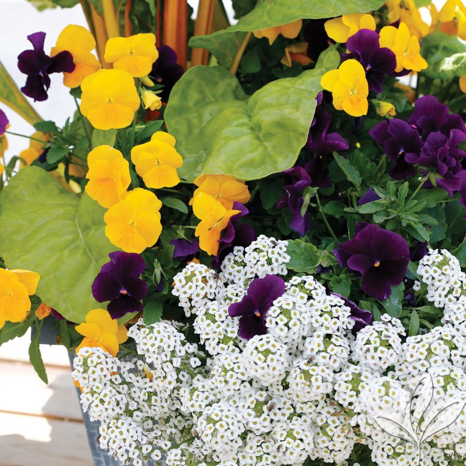 Цинерария и алиссум