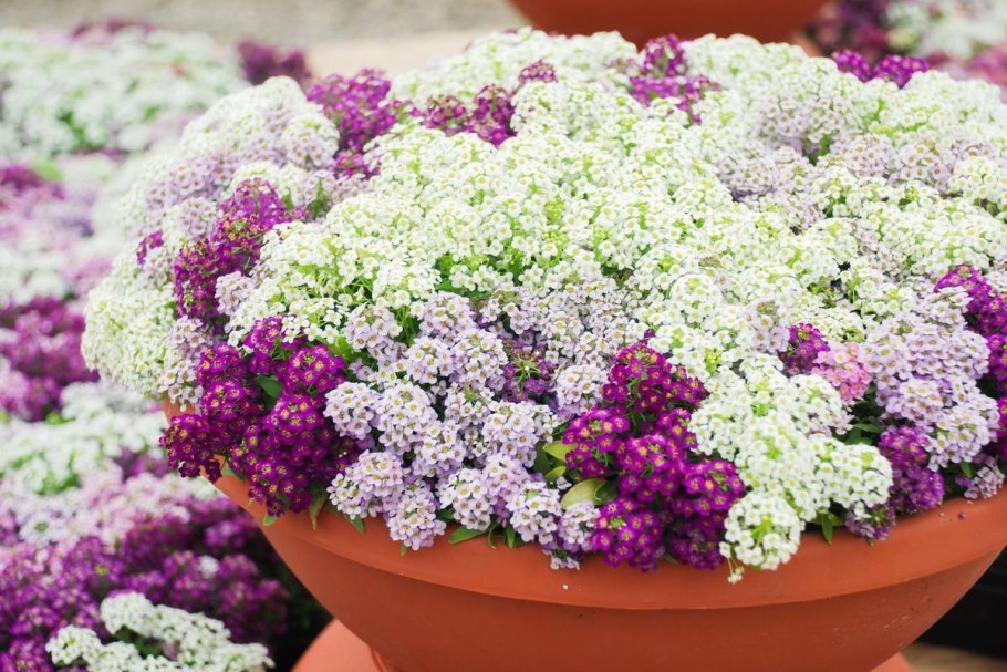 Алиссум лобулярия Каменник