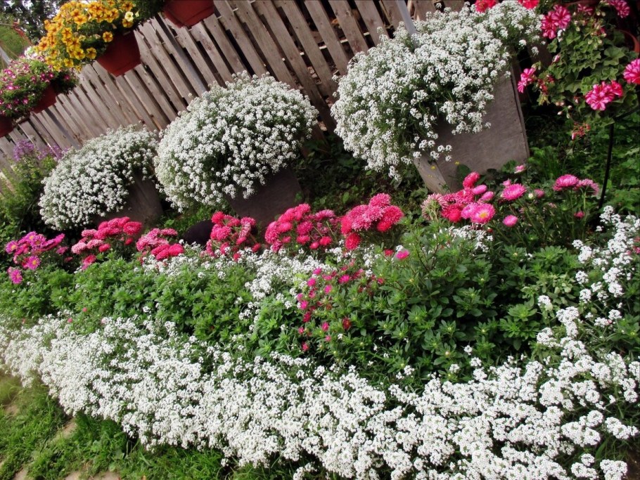 Алиссум годеция кохия