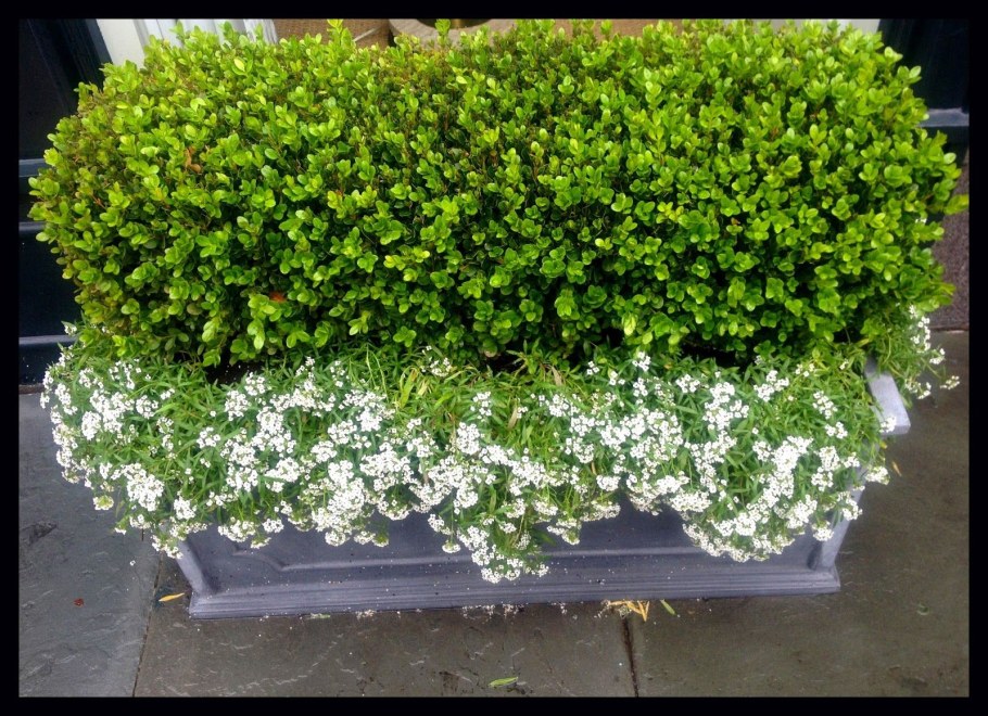 Алиссум в подвесных горшках