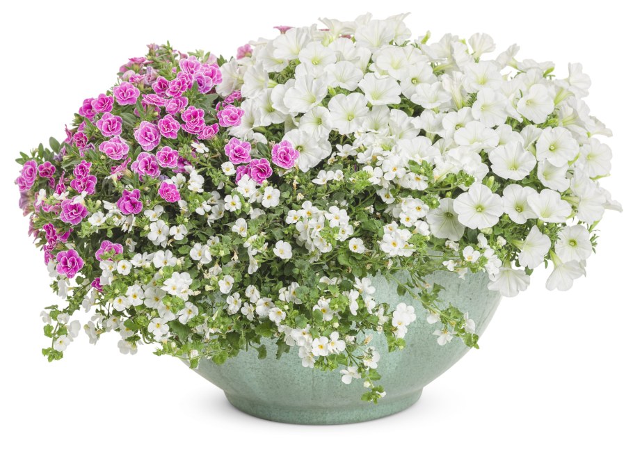 Алиссум и Бакопа