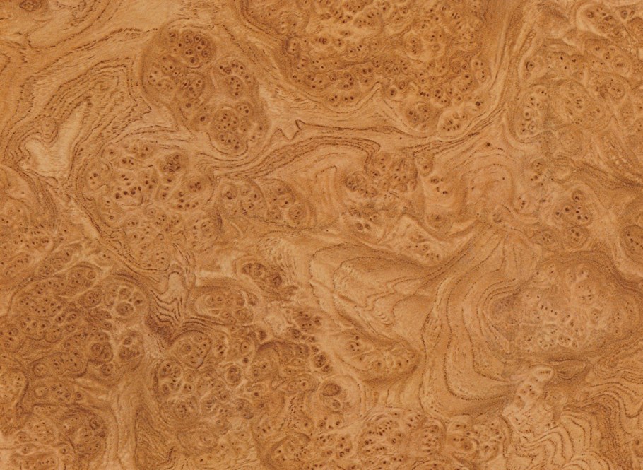 Шпон Ильм корень