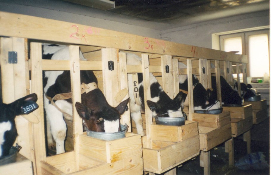 Сарай для телят