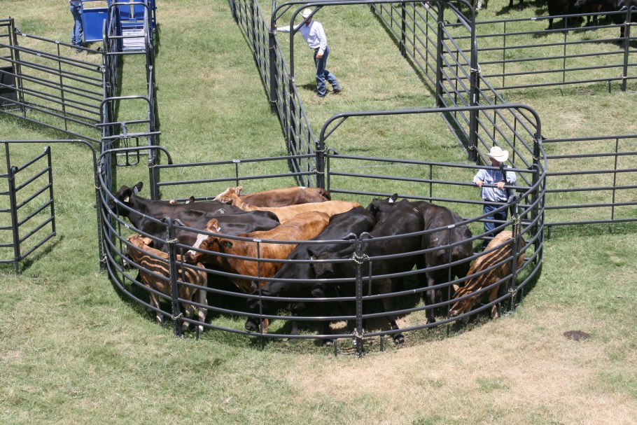 Загон для телят