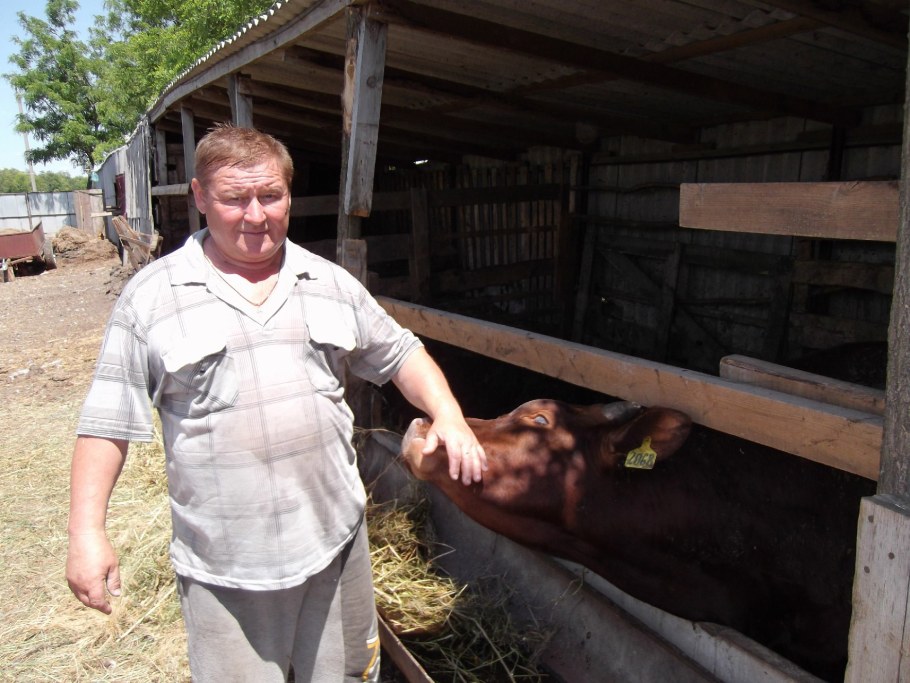 Откормочный сарай для Бычков